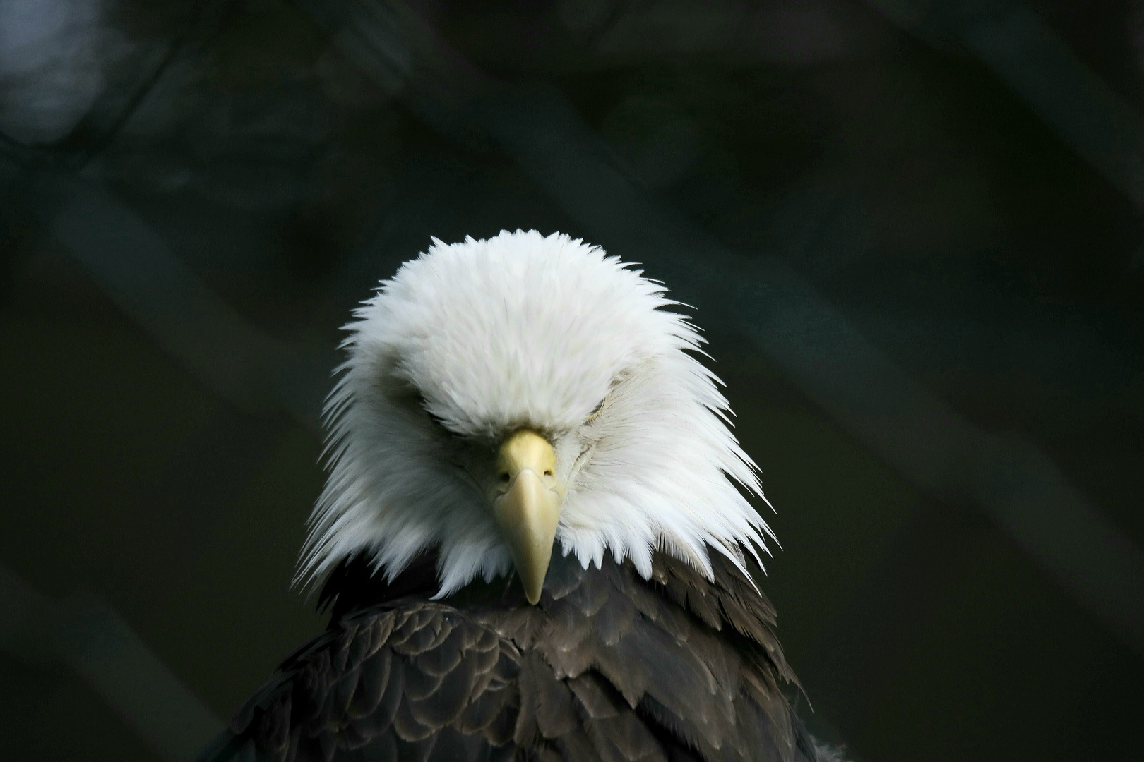 Weißkopfseeadler