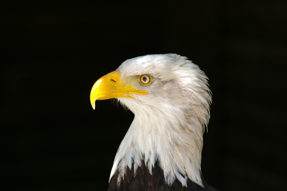 Weißkopfseeadler