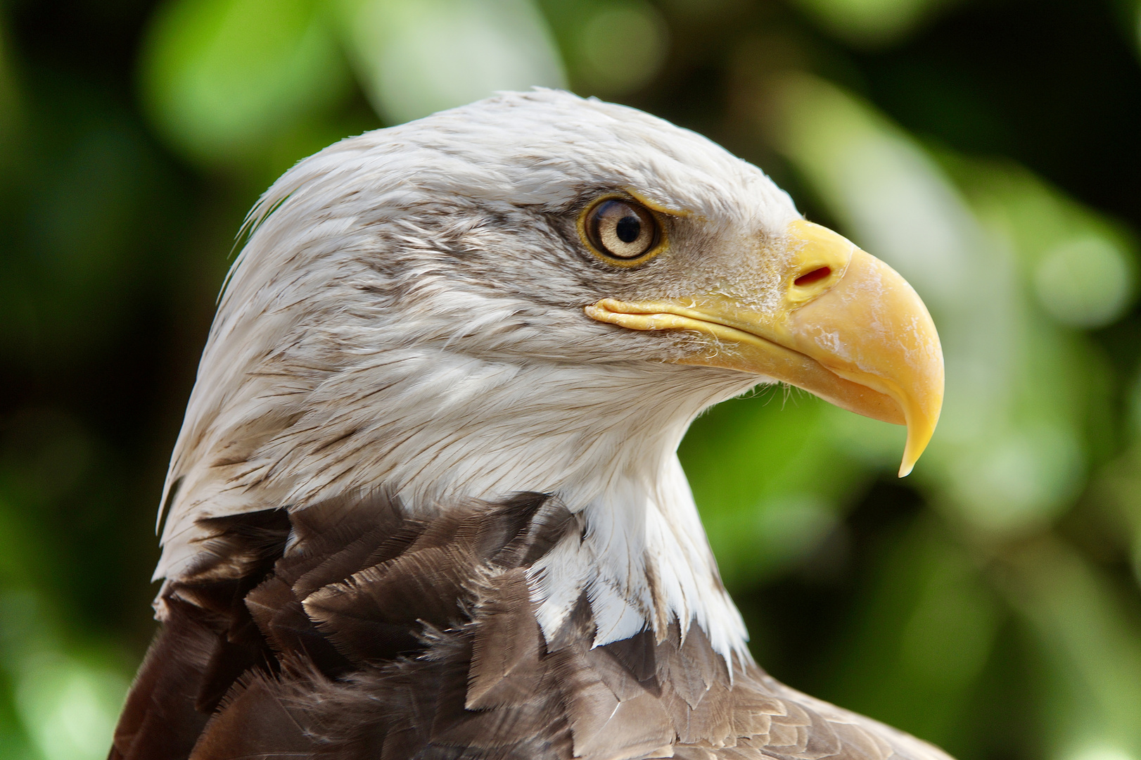 Weißkopfseeadler