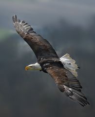 Weisskopfseeadler