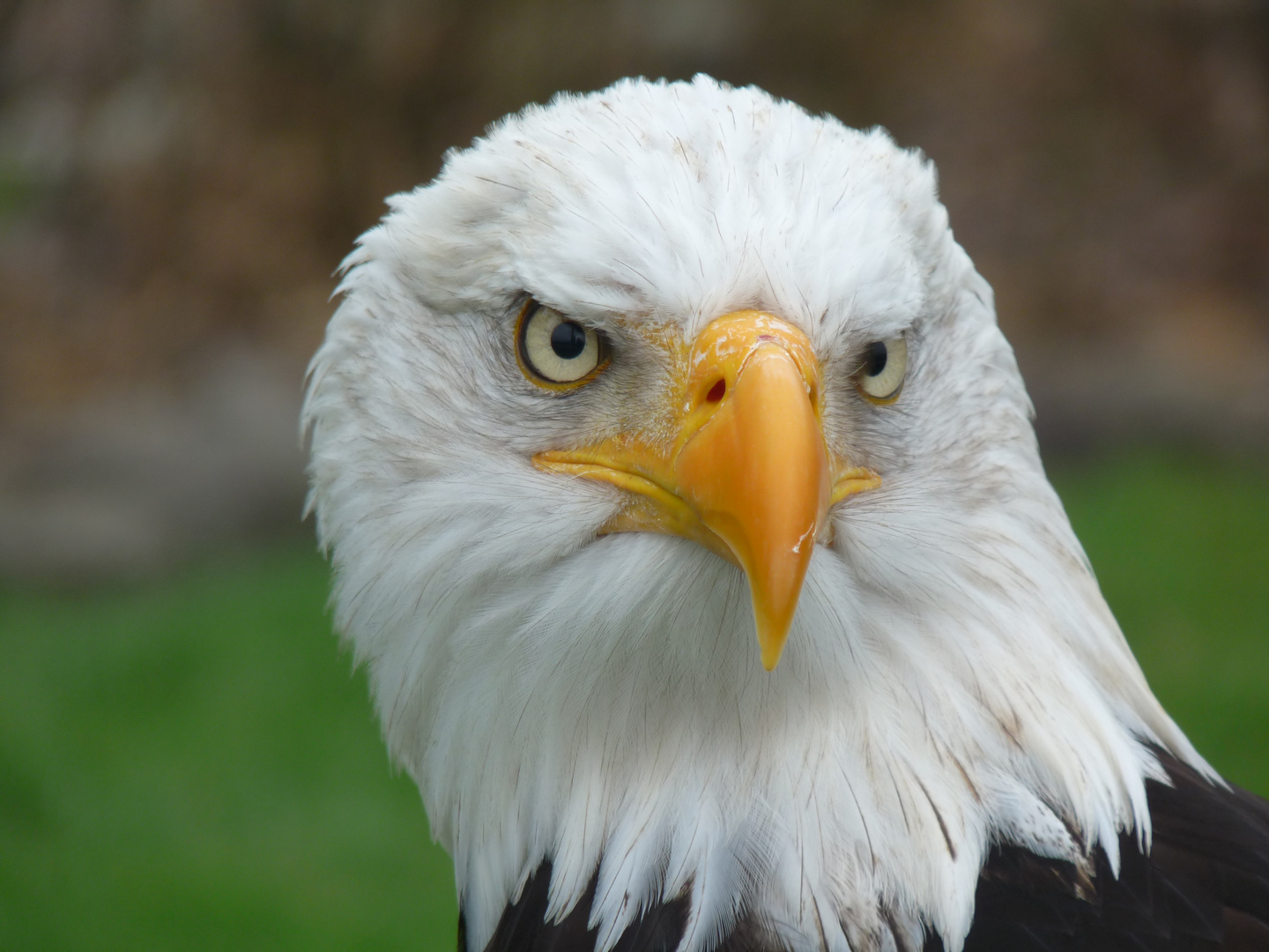 Weißkopfseeadler