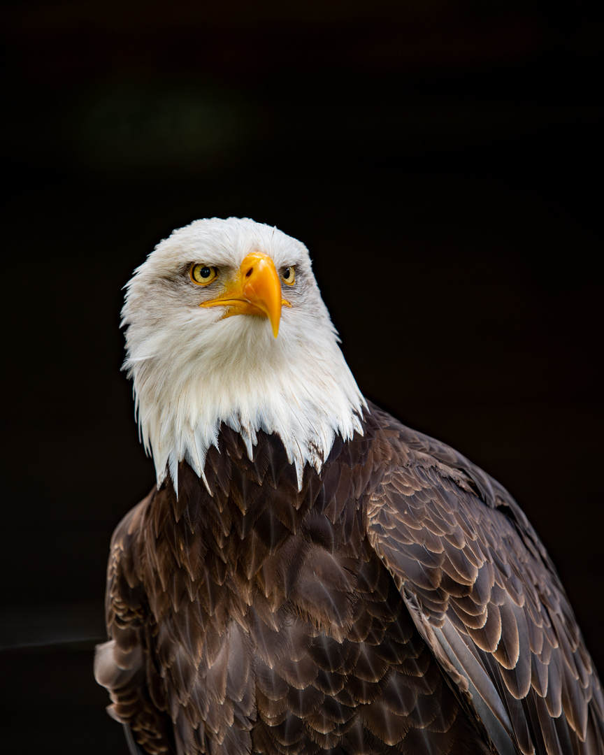 Weißkopfseeadler