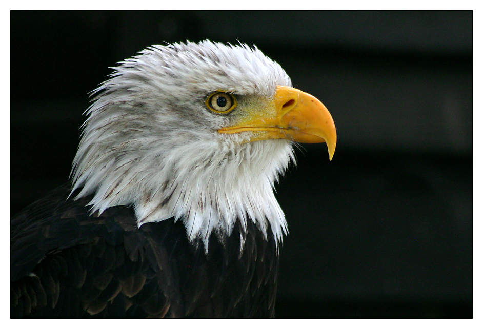 Weißkopfseeadler ...