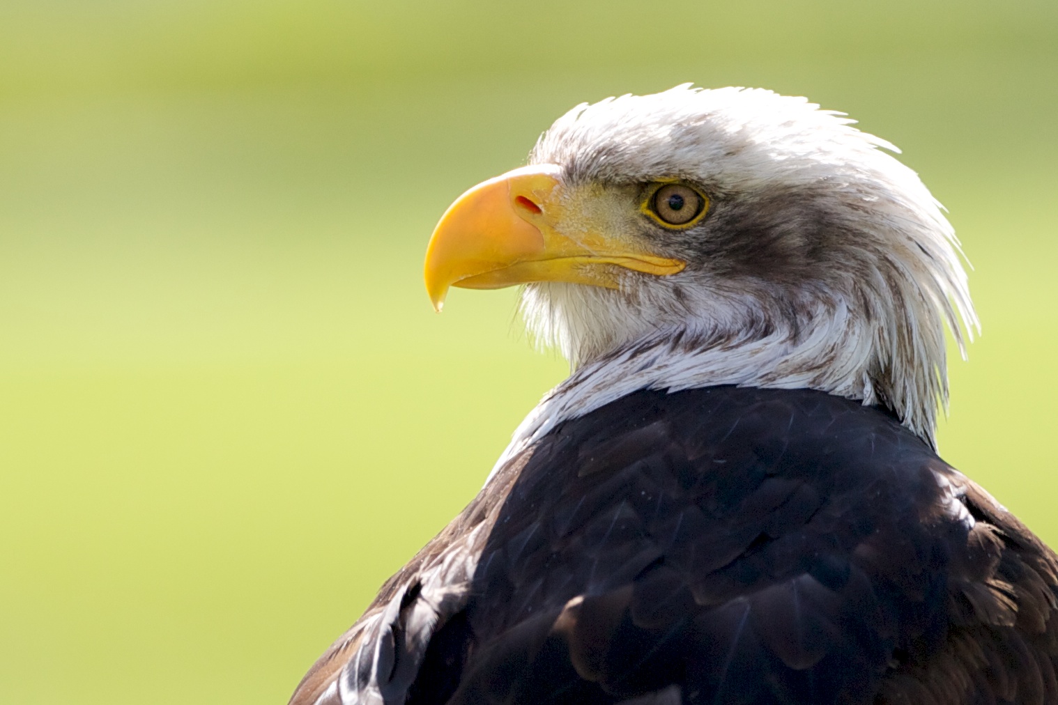 Weißkopfseeadler