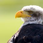 Weißkopfseeadler