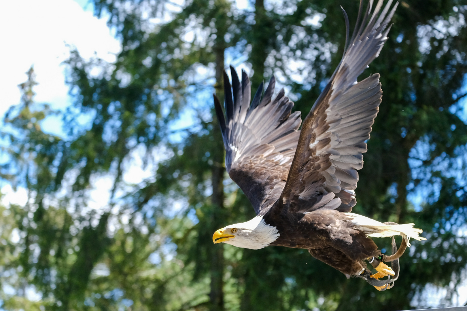 Weißkopfseeadler