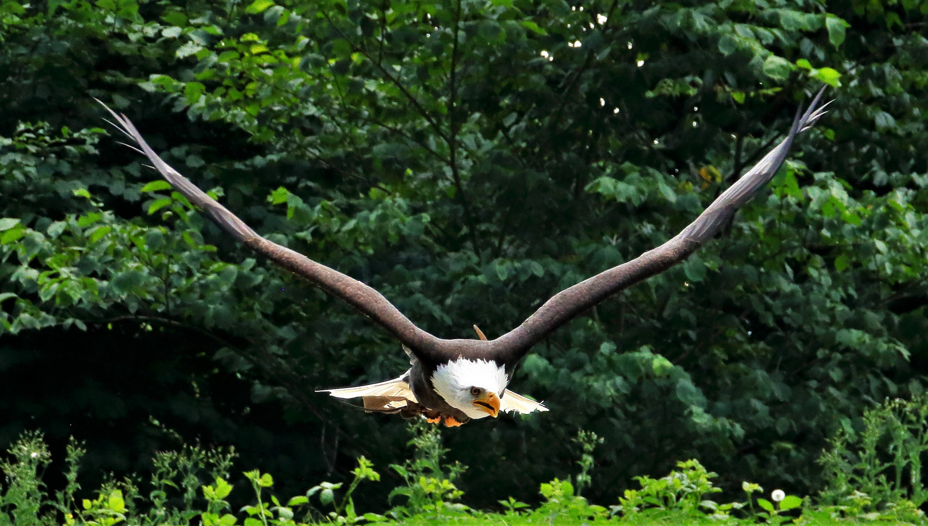 Weißkopfseeadler...