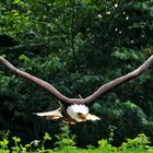 Weißkopfseeadler...