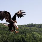 Weißkopfseeadler