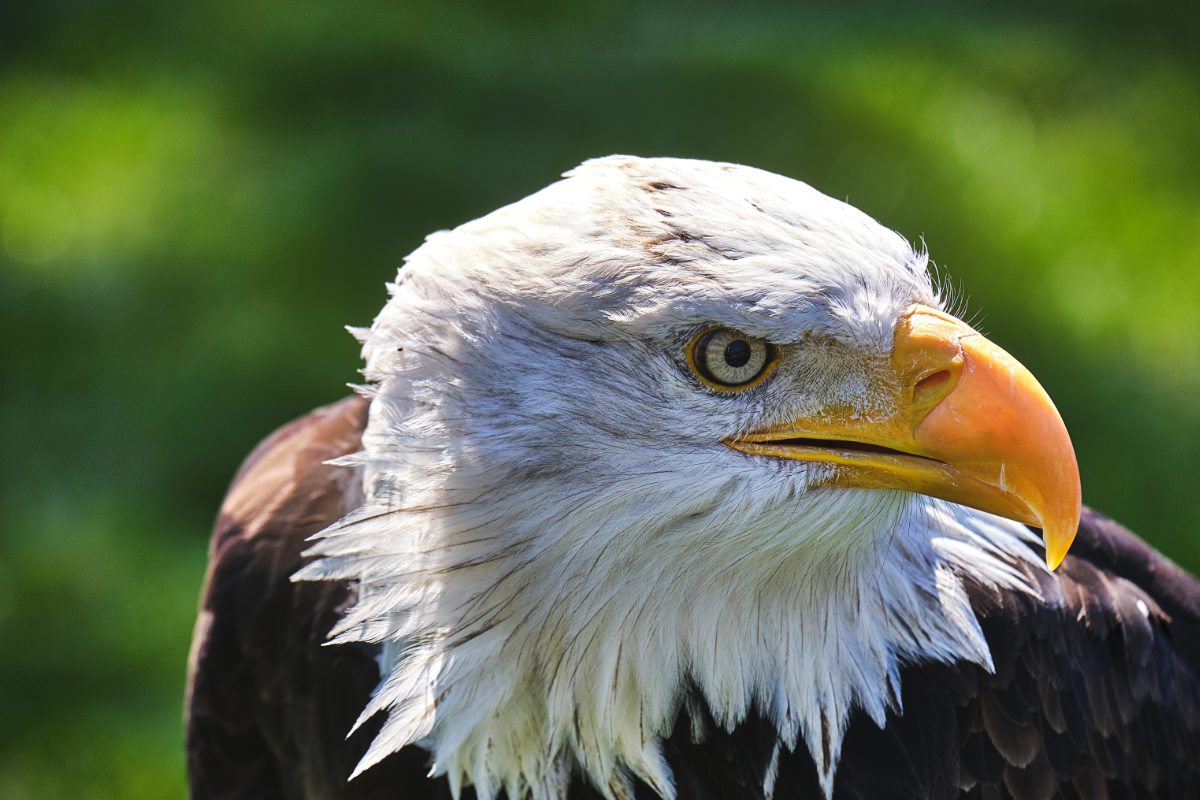 Weißkopfseeadler 