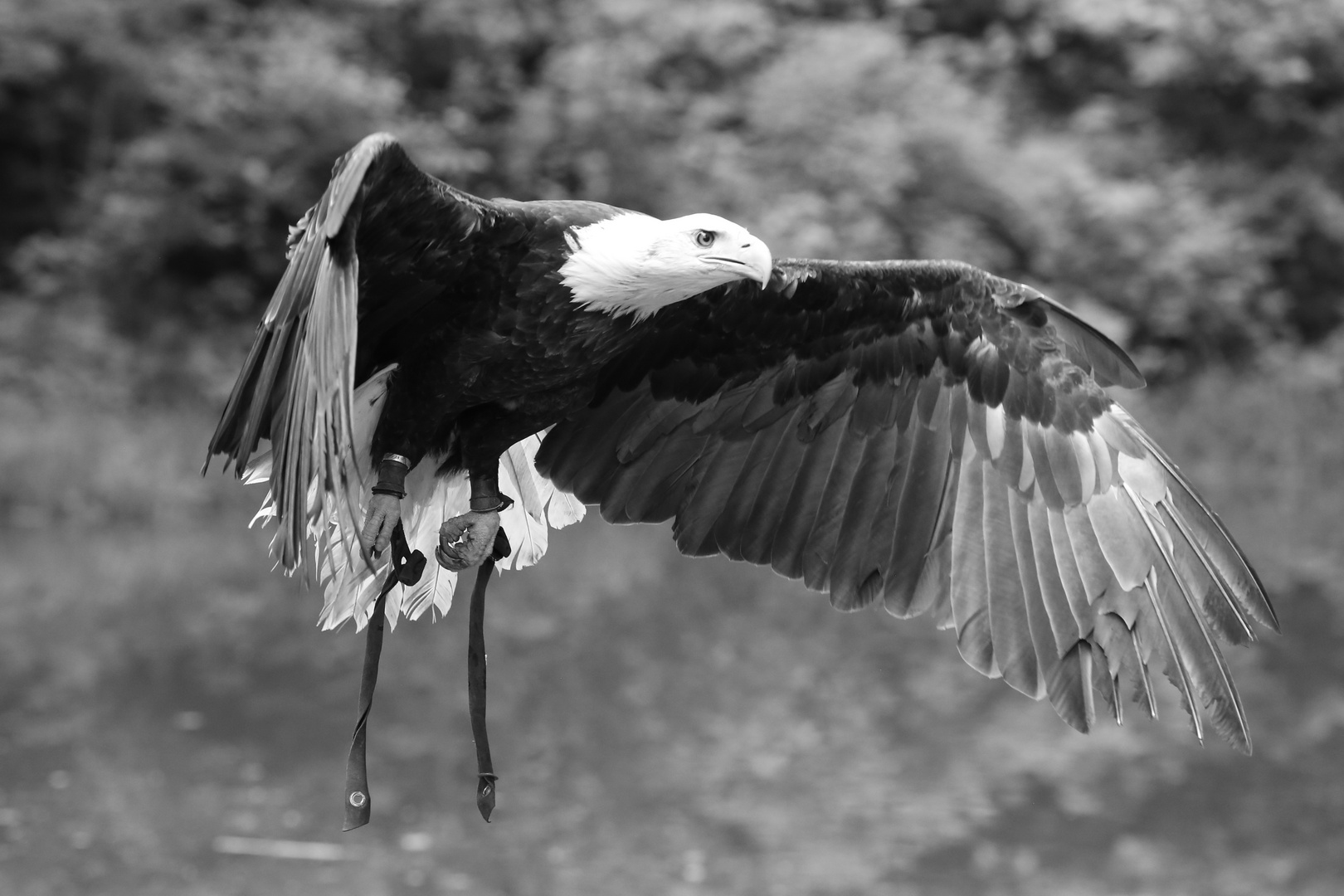 Weißkopfseeadler #3