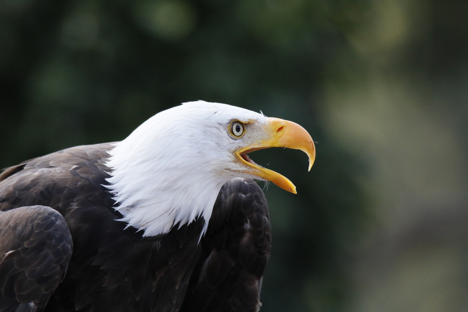 Weisskopfseeadler 3