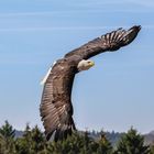 Weißkopfseeadler 3