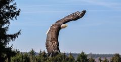 Weißkopfseeadler 3