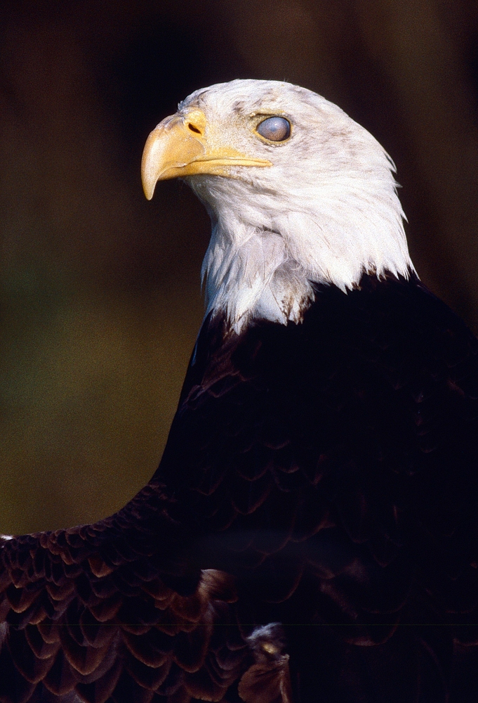 Weisskopfseeadler (3)