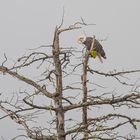 Weißkopfseeadler. 3                      DSC_7228-2