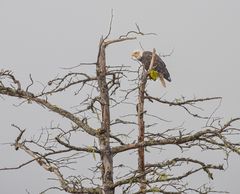 Weißkopfseeadler. 3                      DSC_7228-2