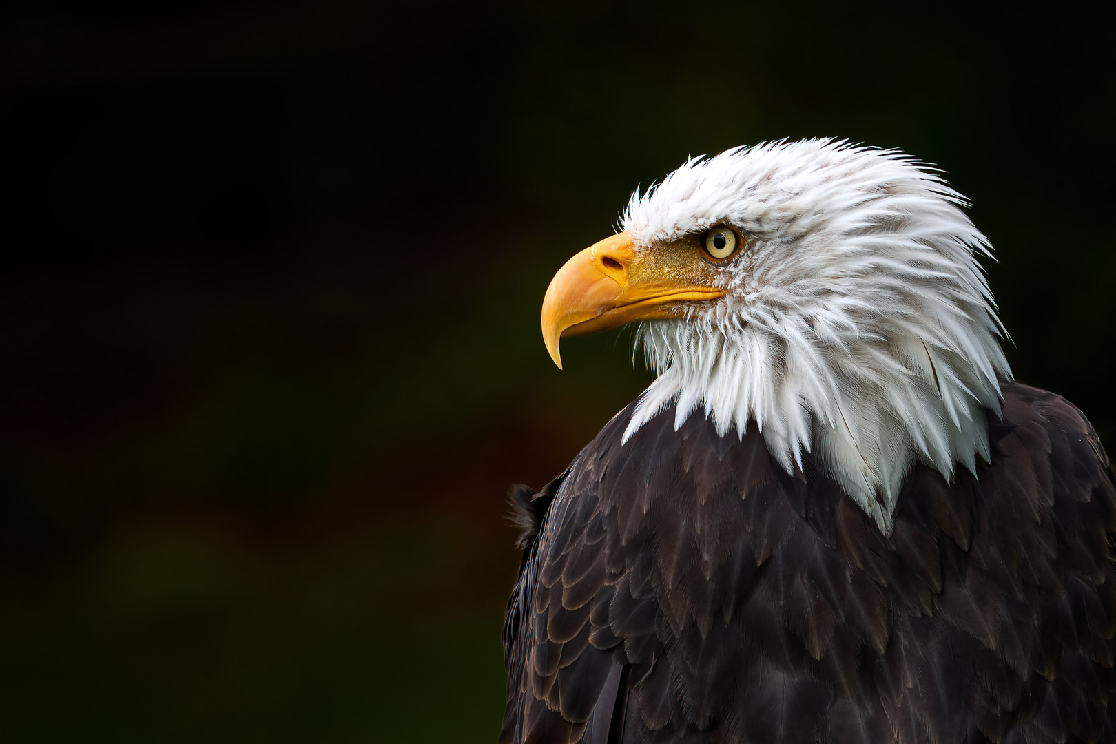 Weißkopfseeadler