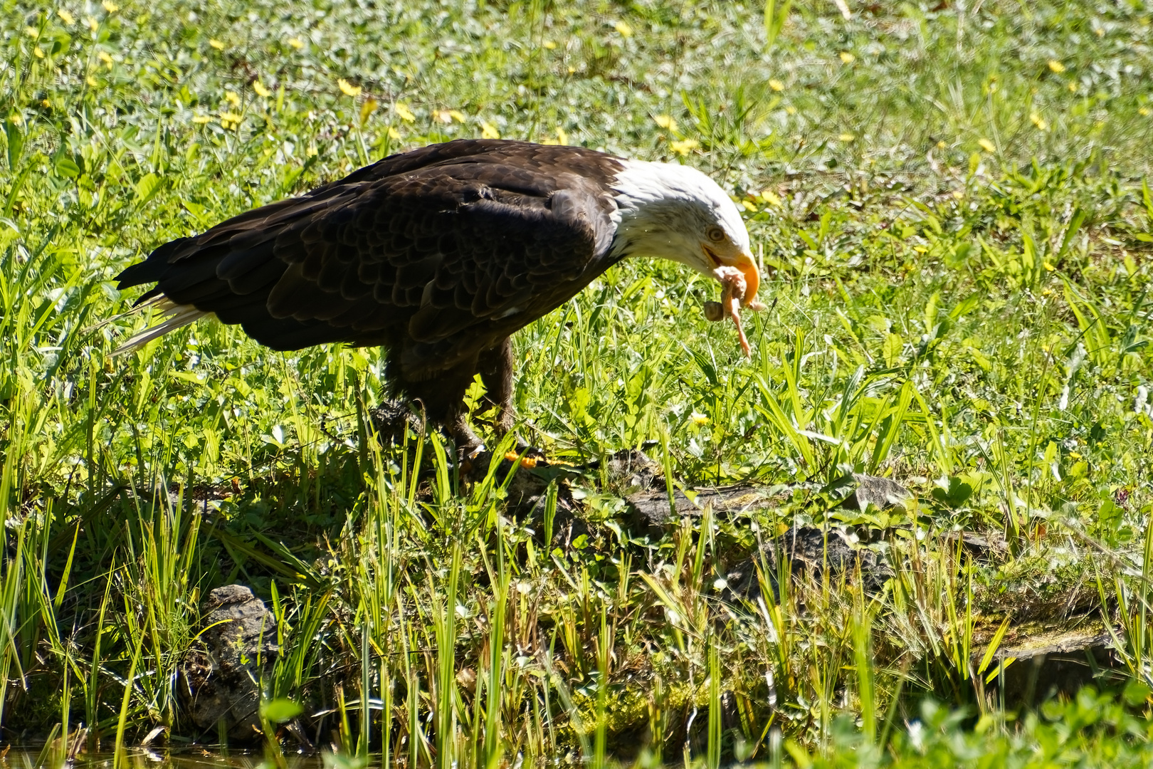 Weißkopfseeadler