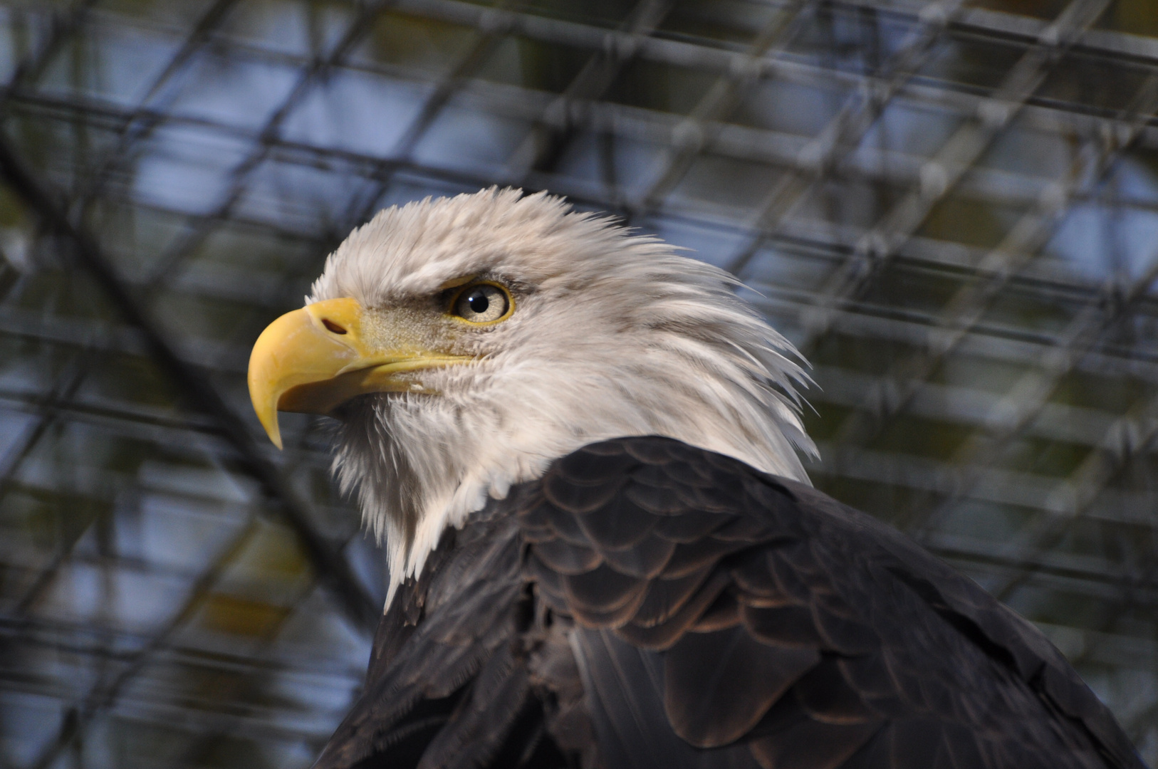 Weisskopfseeadler