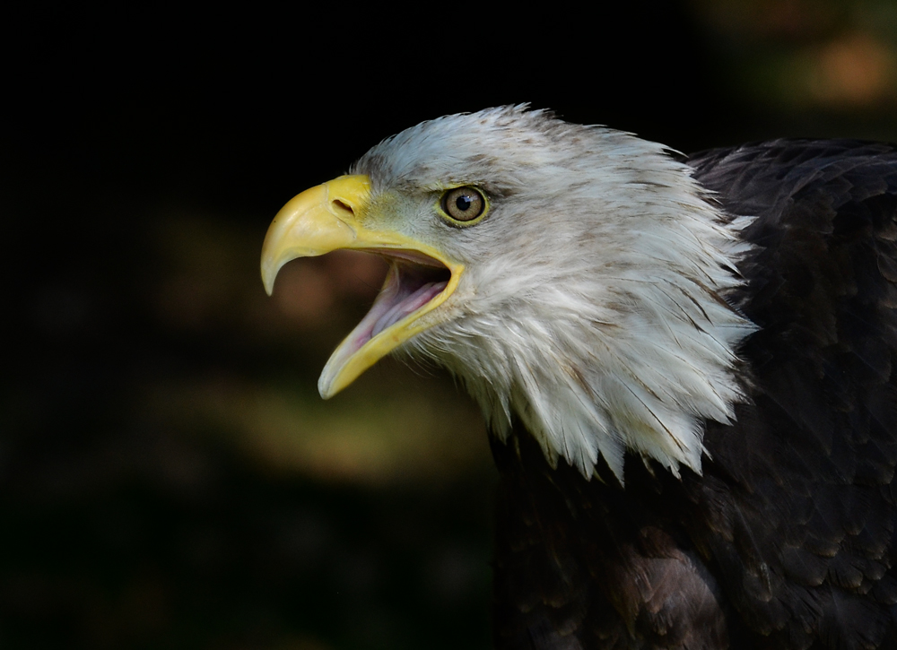 Weißkopfseeadler