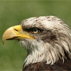 ...Weisskopfseeadler...