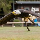 Weißkopfseeadler