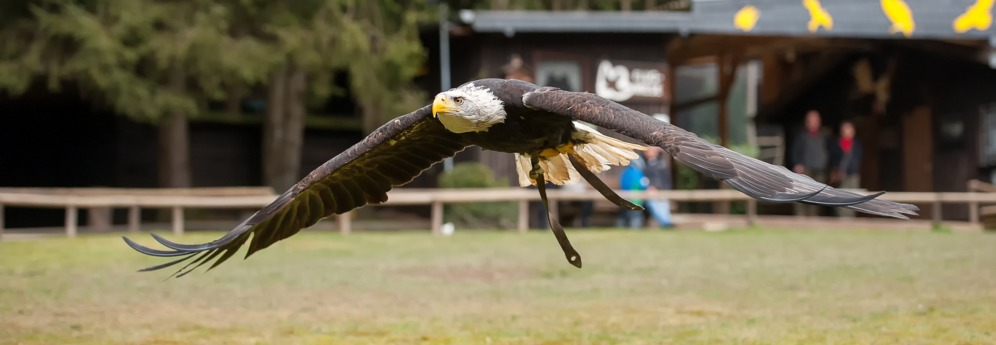 Weißkopfseeadler