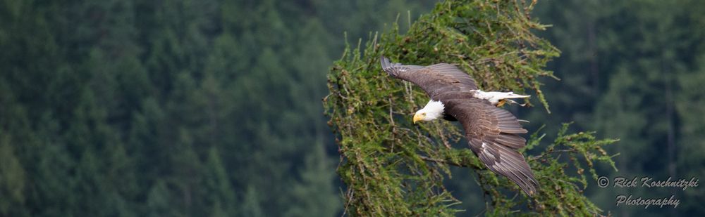 Weißkopfseeadler