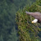 Weißkopfseeadler