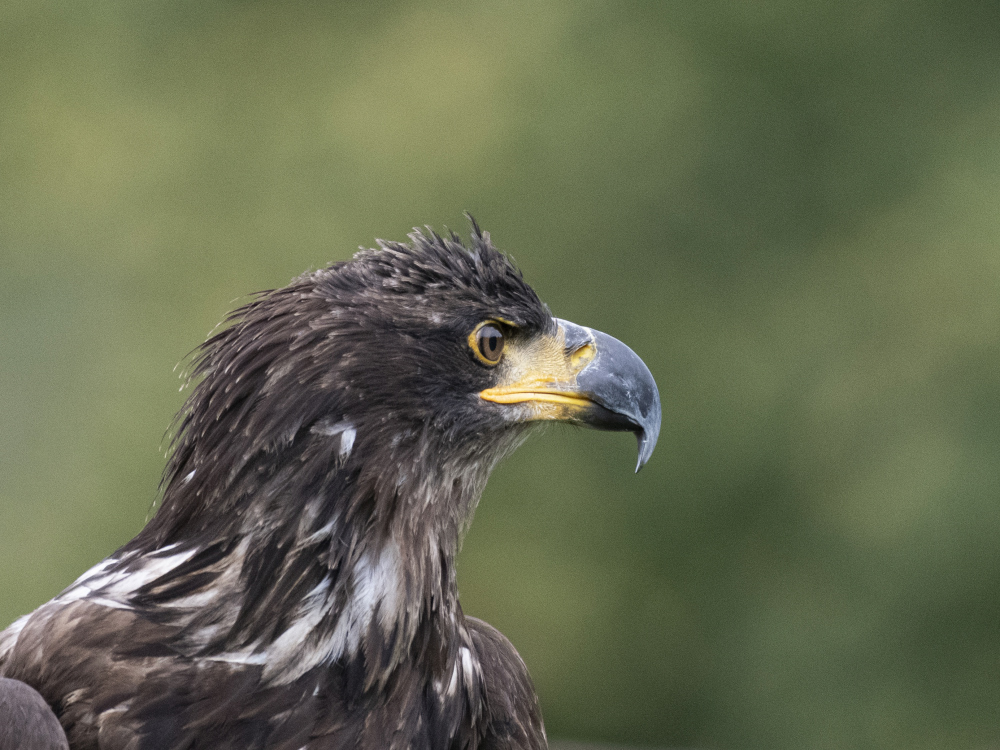 Weißkopfseeadler