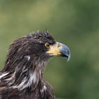 Weißkopfseeadler