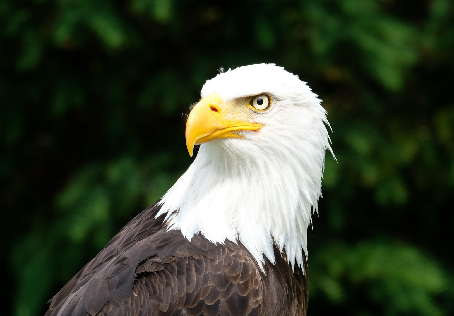 Weißkopfseeadler