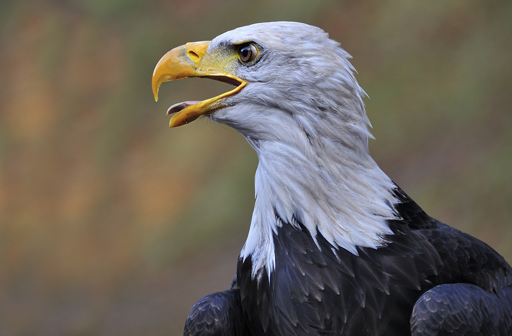 Weißkopfseeadler