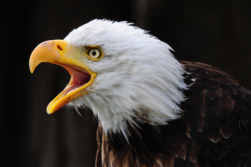 Weißkopfseeadler