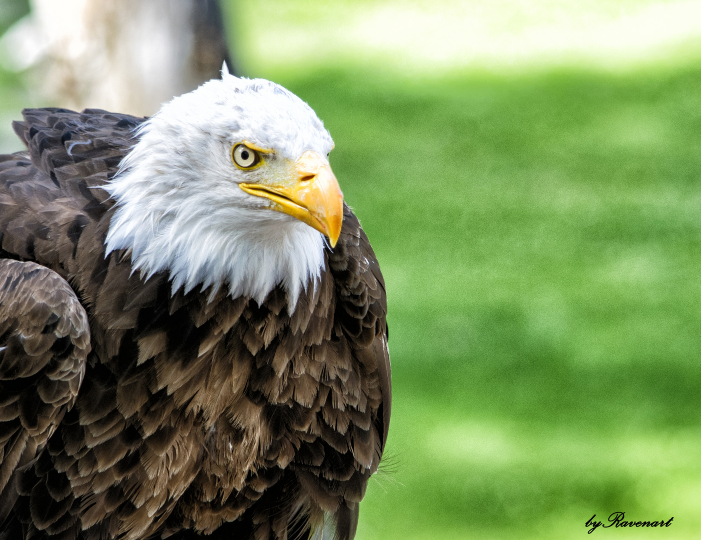 Weißkopfseeadler