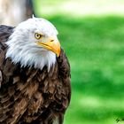 Weißkopfseeadler