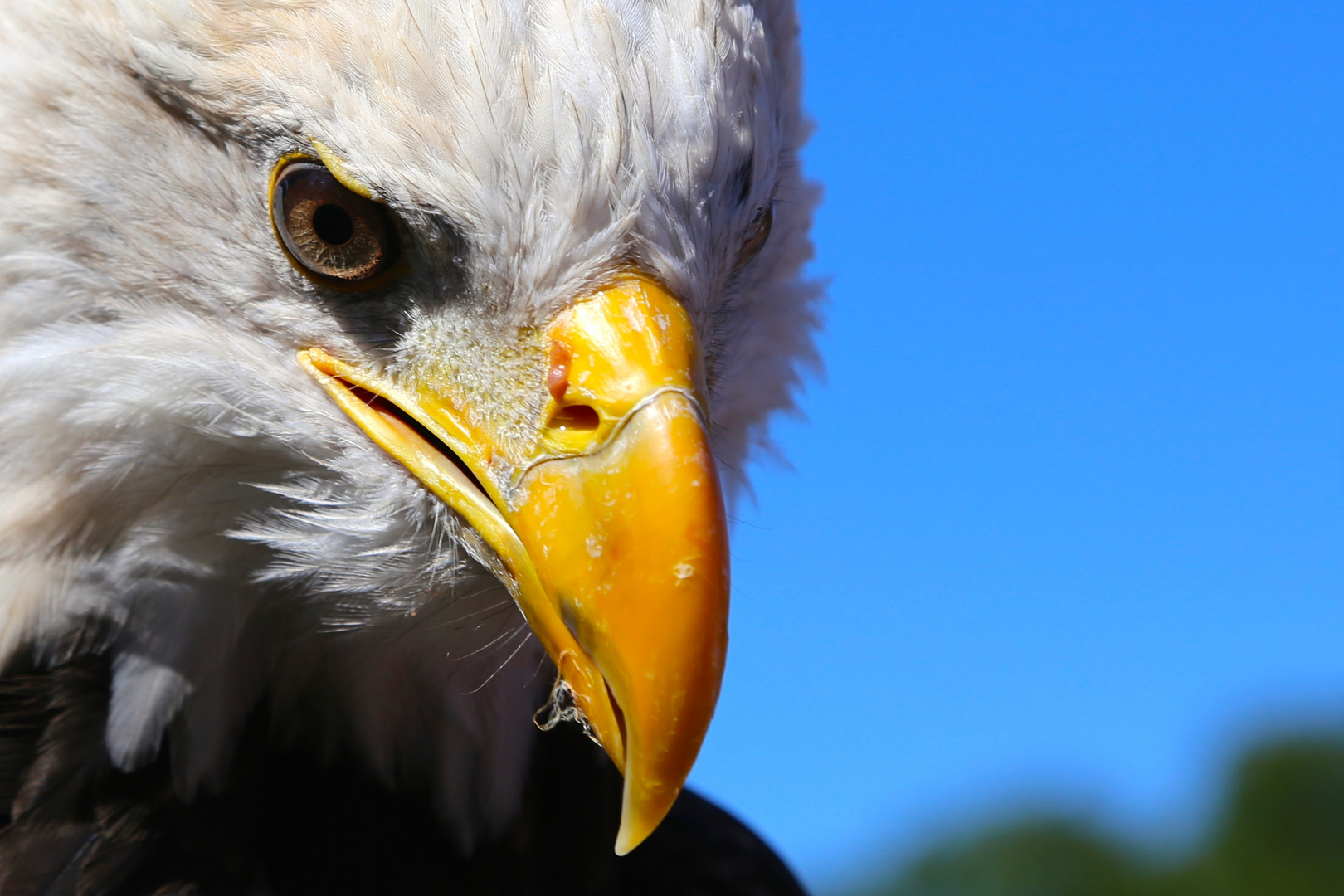 Weißkopfseeadler