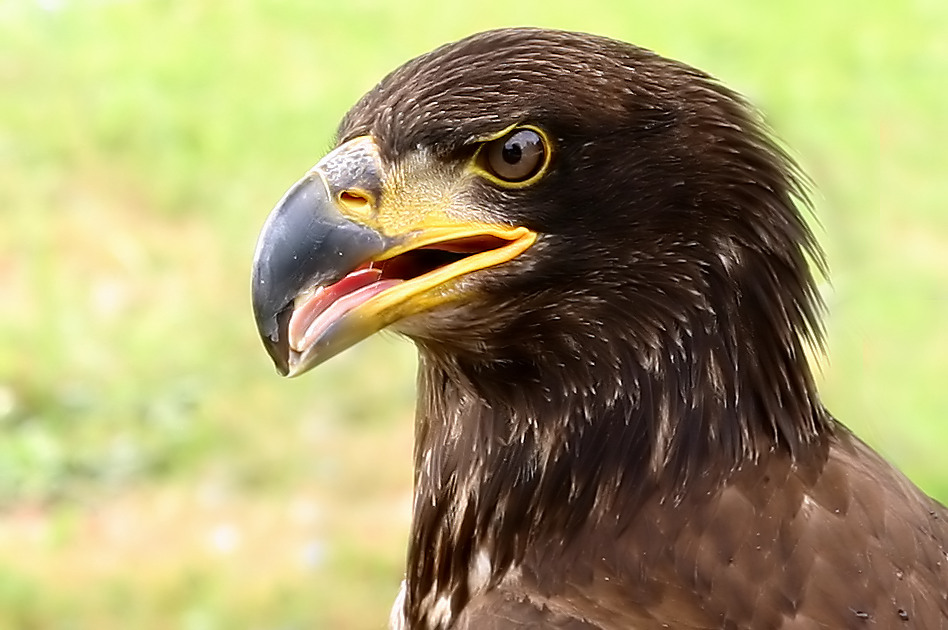 Weisskopfseeadler