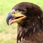 Weisskopfseeadler