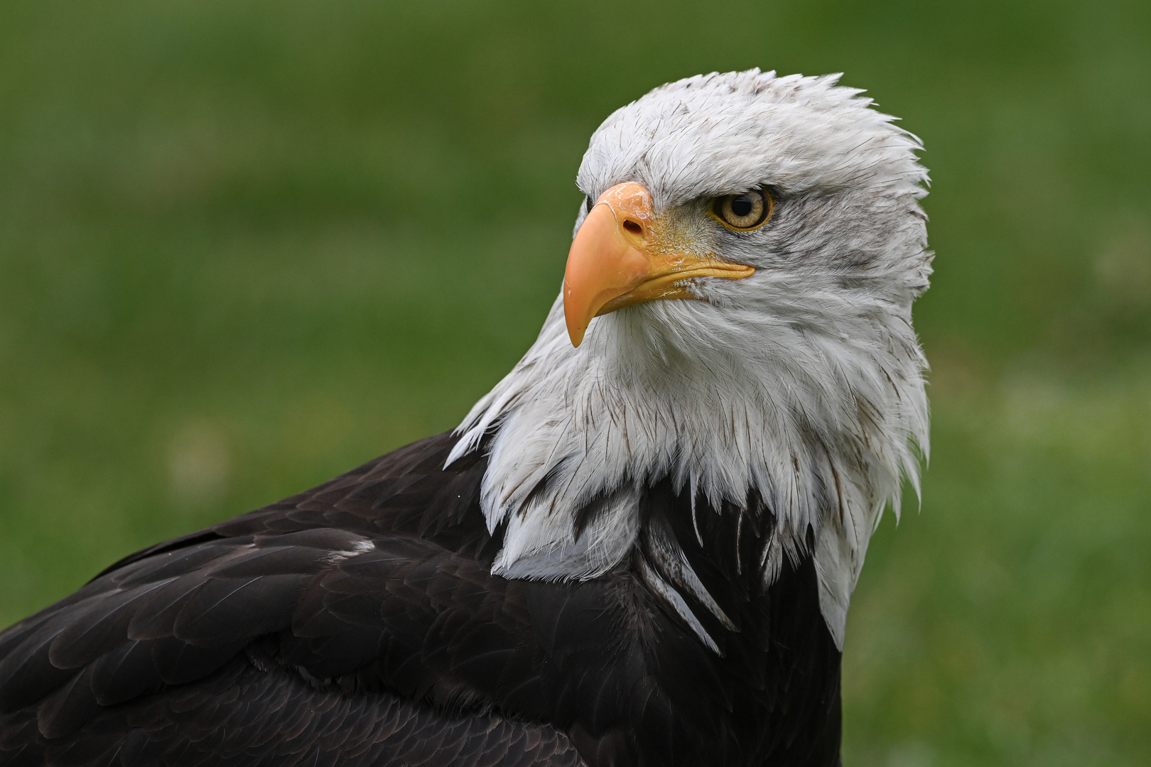 Weisskopfseeadler