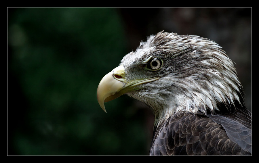 Weisskopfseeadler