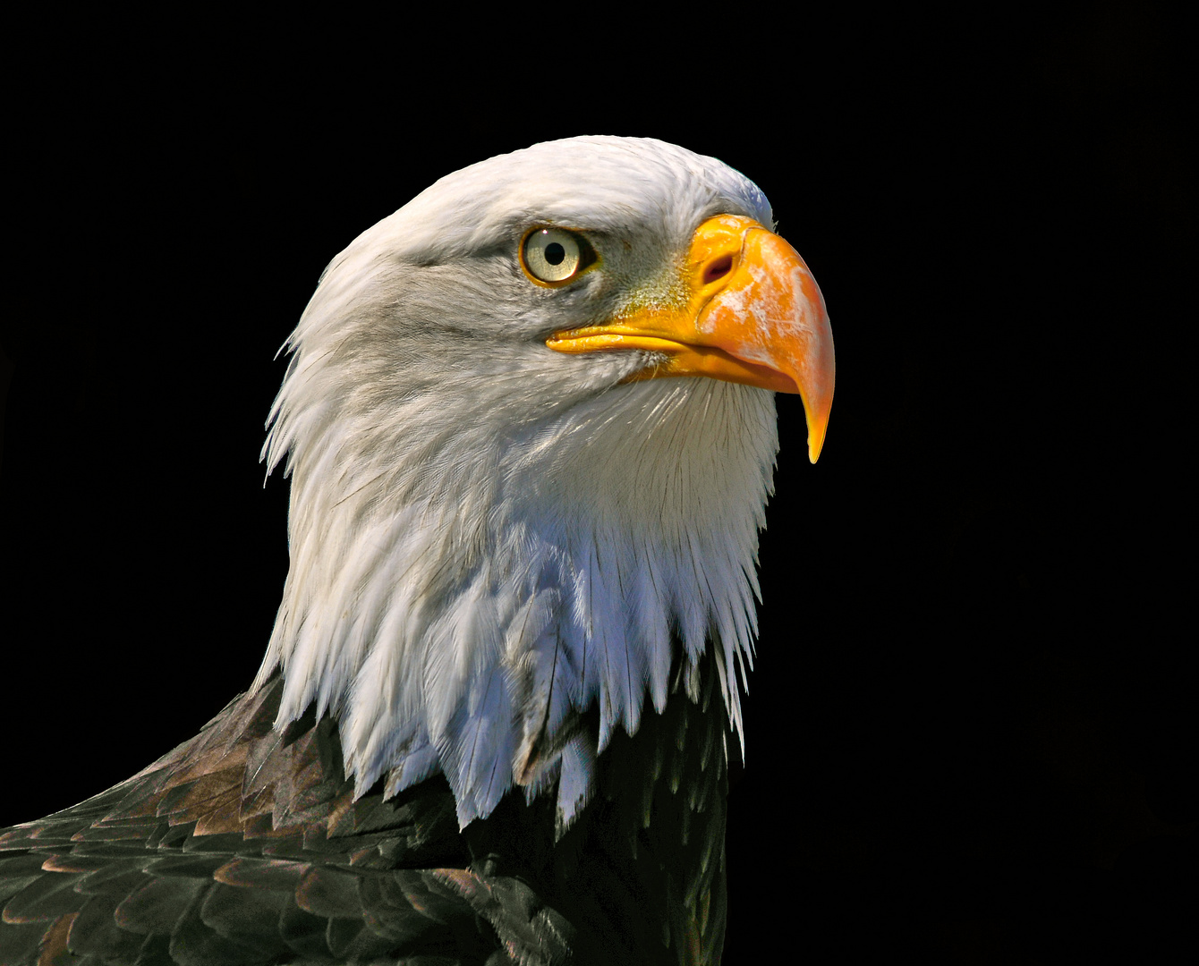 Weißkopfseeadler