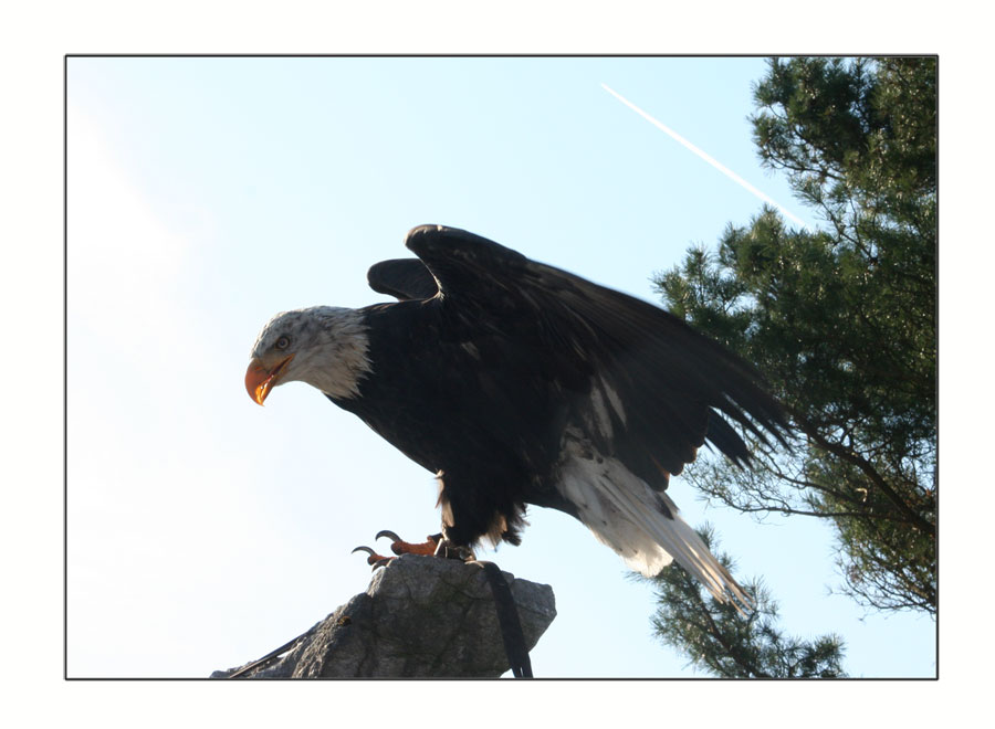 Weißkopfseeadler