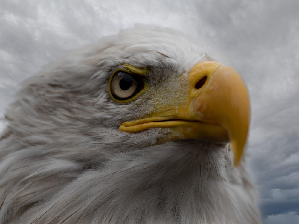 Weißkopfseeadler