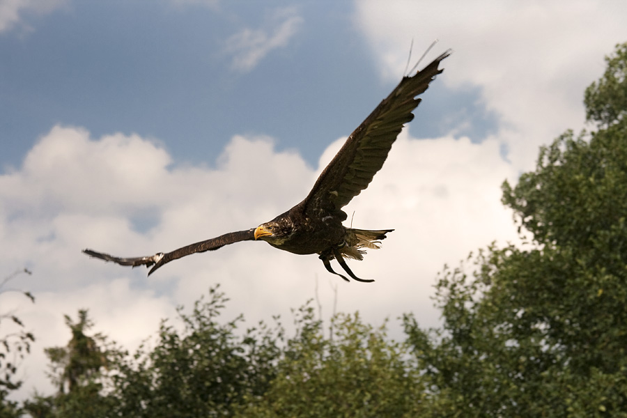 Weisskopfseeadler