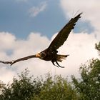 Weisskopfseeadler