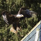 Weißkopfseeadler