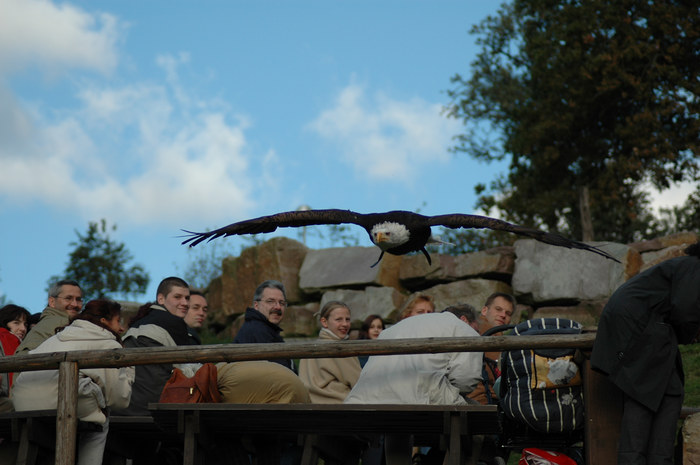 Weisskopfseeadler