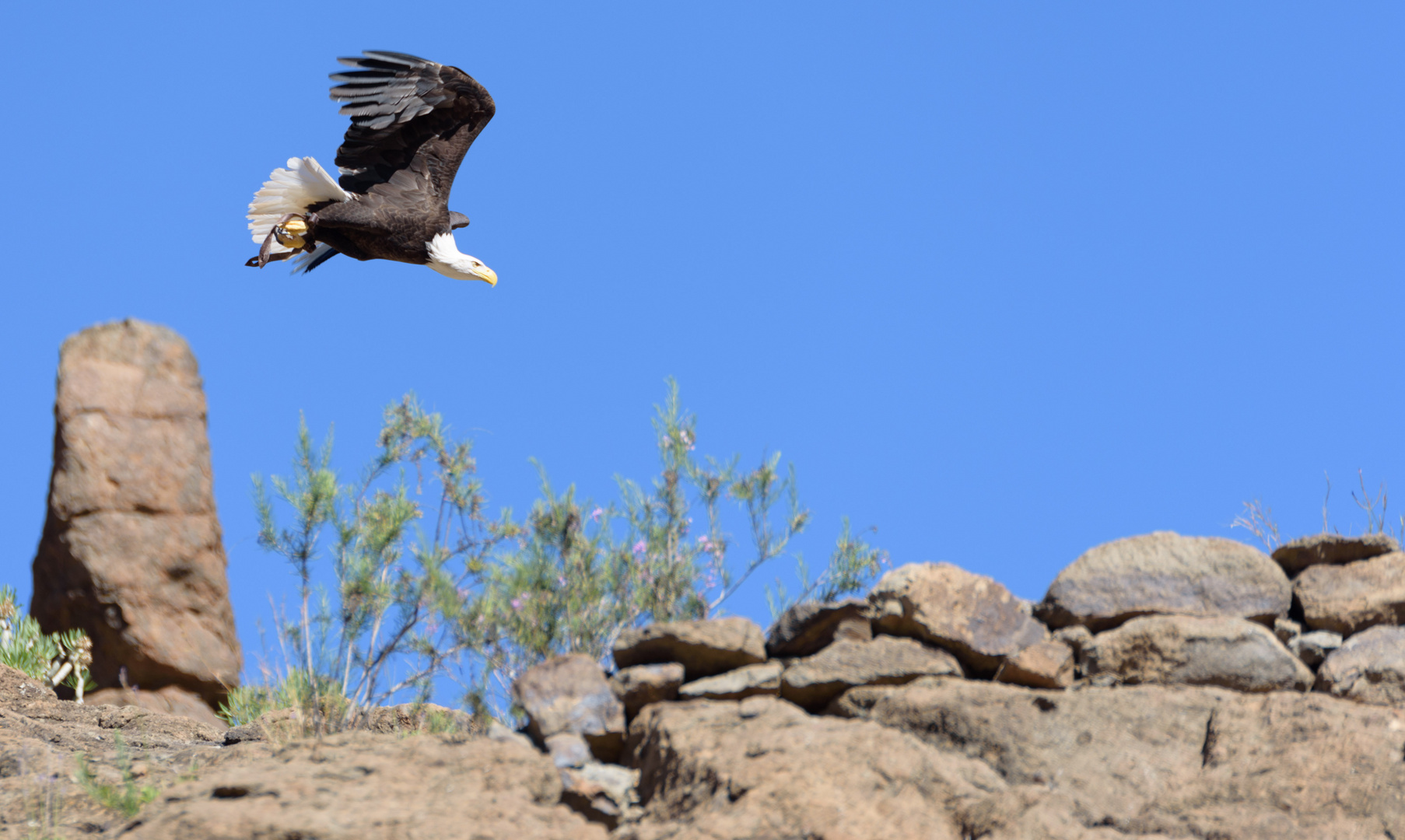 Weisskopfseeadler